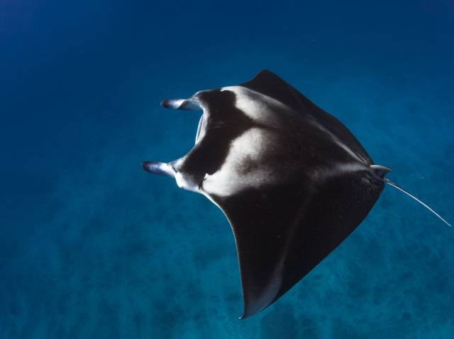 Manta